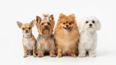 Razas de perro pequeño que no crecen mucho de adultas